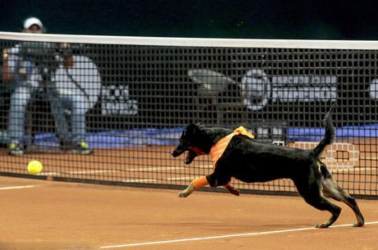 [新聞] 巴西網球賽場小狗當球童吸引全場眼球